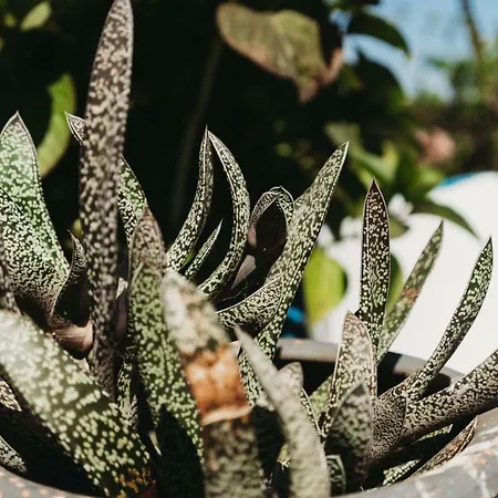 宾馆 A Casa Da Estrela - De Peregrinos