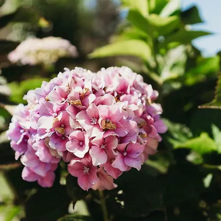 Fogadó A Casa Da Estrela - De Peregrinos
