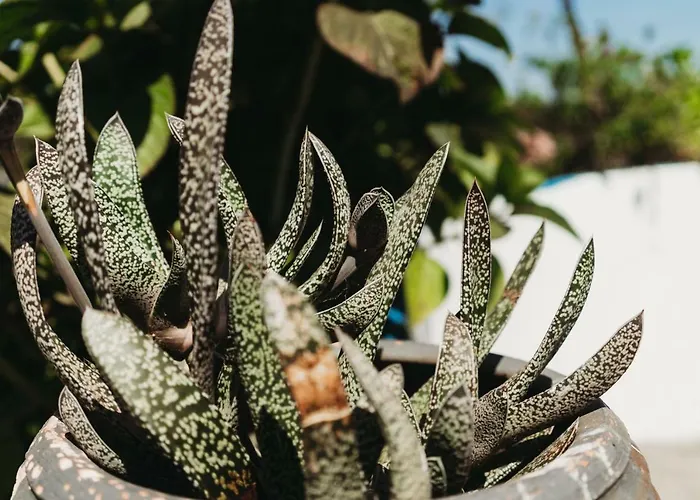 宾馆 A Casa Da Estrela - De Peregrinos